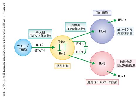 Th1細胞の分化の過程における濾胞性ヘルパーt細胞様の表現型への移行とその分子制御機構 ライフサイエンス 新着論文レビュー