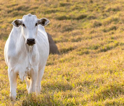 Plantio direto a lanço acelera recuperação de pastagens