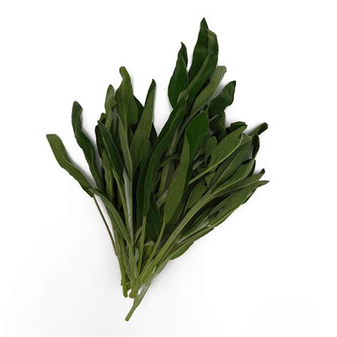 Sage | Ted's Veg