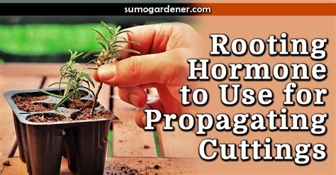 5 Best Rooting Hormone to Use for Propagation in 2024