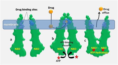 Drug Efflux Cycle The Drug Binds First To The Tmd Producing