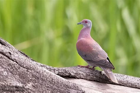 Paloma Oscura Columba Goodsoni Mundiaves