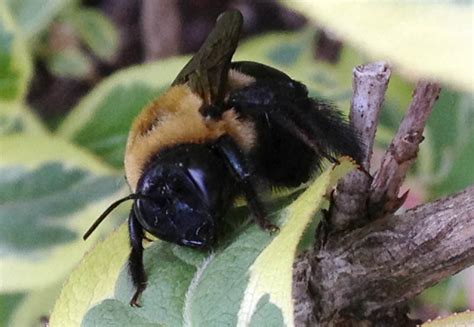 Carpenter Bee Vs Bumble Bee Key Differences And Identification Tips