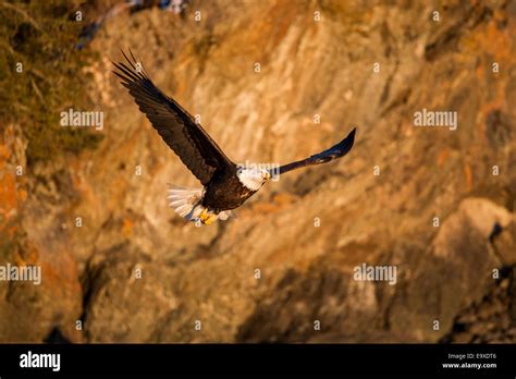 Mature Bald Eagle In Flight Stock Photo Alamy