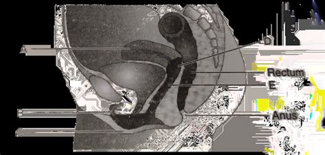 Diagrammatic Sectional View Of Female Pelvis Showing Reproductive System