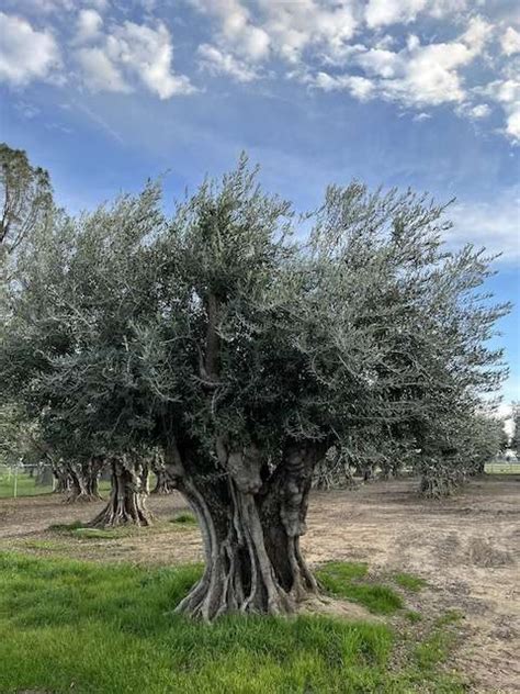 California S Best Mature Olive Trees For Sale Steve S Trees