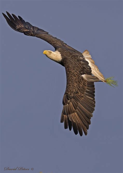 Bald Eagle Hauling In Nest Material Dave Peters Flickr