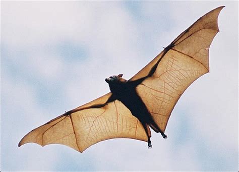 Animals Unique Bat Flapping Wings