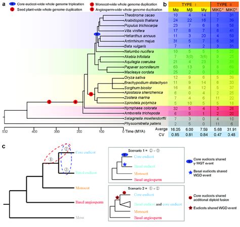 Diversification Of Mads Box Genes In Land Plants A Phylogeny Of 22