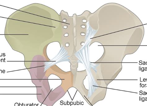 Pelvis Diagram Quizlet