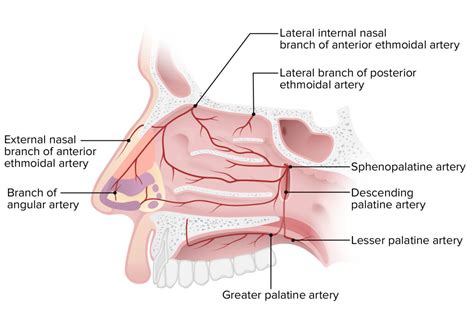 Nariz Y Cavidad Nasal Anatom A Concise Medical Knowledge