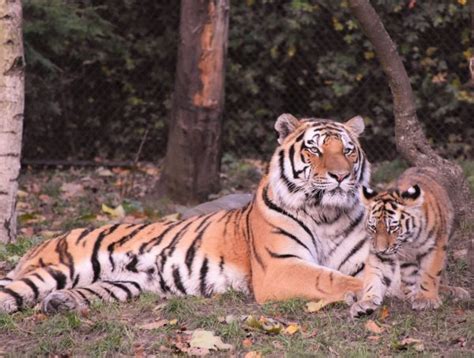 Tiger - English Language Tutorials