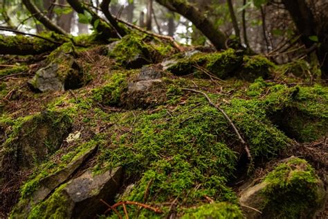 Premium Photo | Background and texture of stones moss and branches in ...