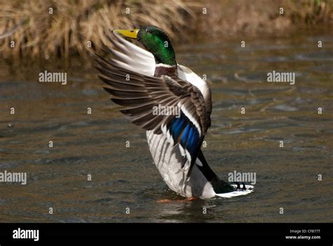 Mallard flapping, WWT Arundel Wetland Centre, UK Stock Photo - Alamy