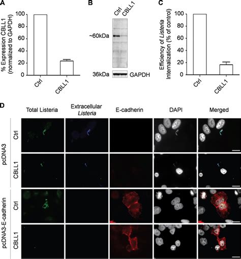 Efficient Sirna Mediated Knockdown Of Cbll Expression In Hela Cells