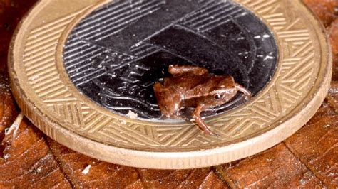 Tiny Frog The Size Of A Pea Is The Worlds Smallest Vertebrate Daily