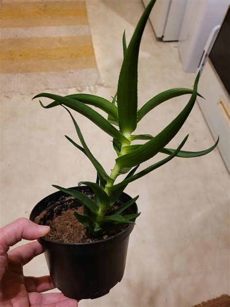 Ok What Is This And Should I Propagate It Or Just Repot It Halp R Houseplants