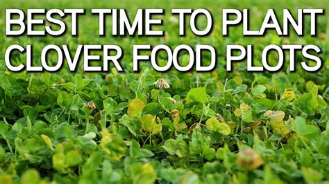 Clover Food Plots Clover King Deer Food Plot Seed Bulk Clover Seeds Shopgirlsaday