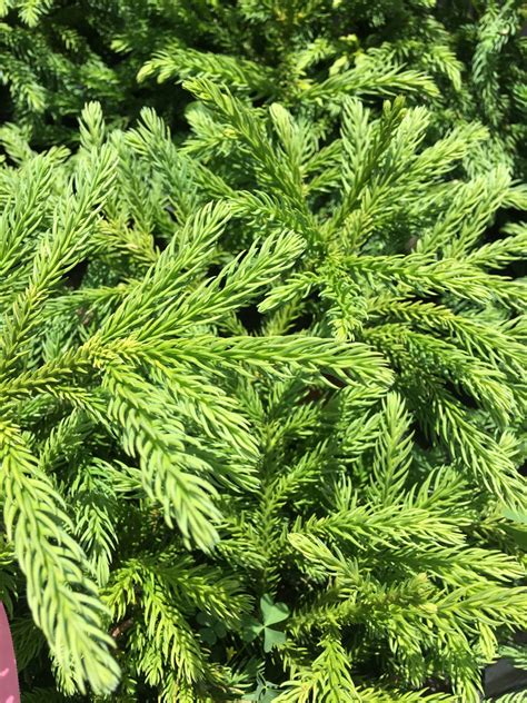 Buy Cryptomeria Japonica Giokumo Dwarf Japanese Cedar Mr Maple