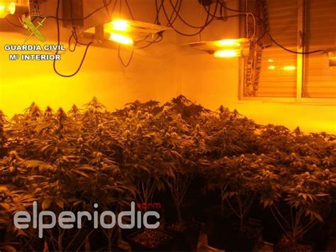 La Guardia Civil Desmantela Un Laboratorio Clandestino De Marihuana