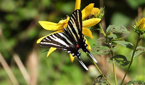 Zebra Swallowtail Project Noah