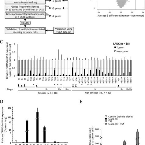 Trim58 Was Identified As A Candidate In A Screening Of Genes Silenced