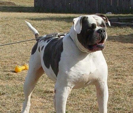 American Bulldog Training: 9 Easy Steps to Raise Your Puppy