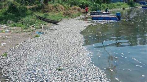 Ikan Mati Di Danau Maninjau Agam Capai 921 Ton Petani Rugi Rp18 24 Miliar