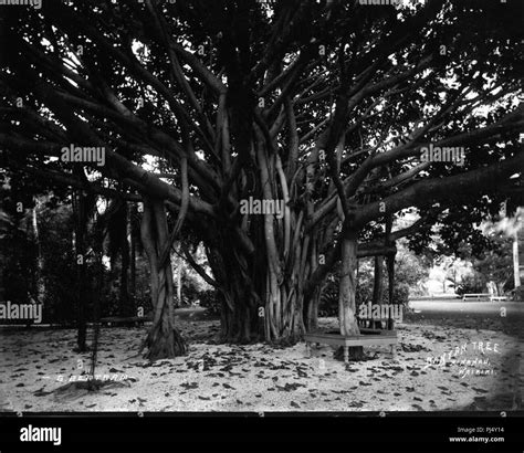 Banyan Tree 1 Ainahau Stock Photo Alamy