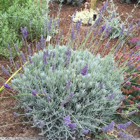 Photo Of The Entire Plant Of English Lavender Lavandula Angustifolia Royal Velvet Posted By