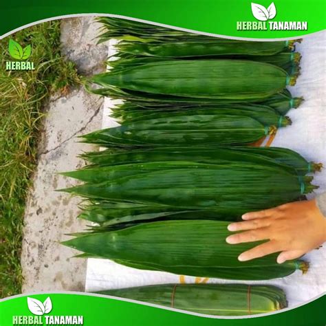 Jual Daun Bambu Jumbo Lembar Daun Bambu Bakcang Daun Bacang