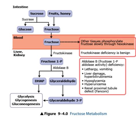 Fructose And Galactose Metabolism Flashcards Quizlet