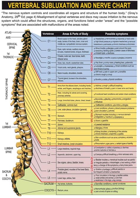 Vertebral Subluxation & Nerve Chart - Healing Hands Chiropractic ...