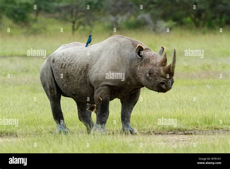 Nashorn arten -Fotos und -Bildmaterial in hoher Auflösung – Alamy