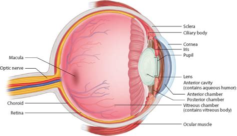 Ophthalmic Drug Delivery Basicmedical Key