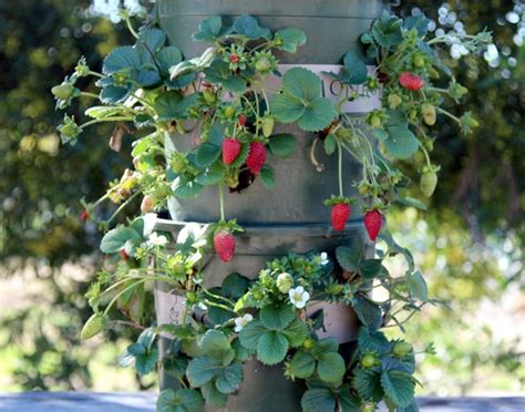 Diy Strawberry Tower With Reservoir Apiece Of Rainbow