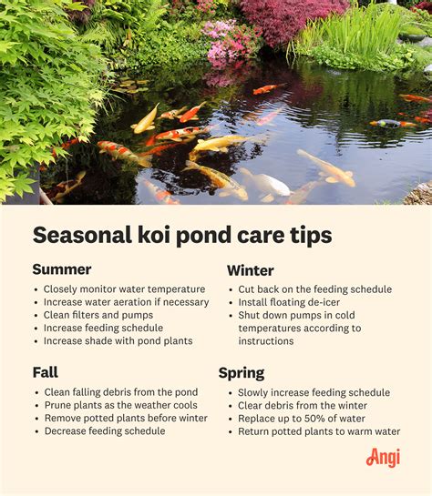 How To Maintain A Koi Pond Essential Tips And Tricks