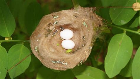 Hummingbird Breeding Season: When Do Hummingbirds Lay Eggs ...