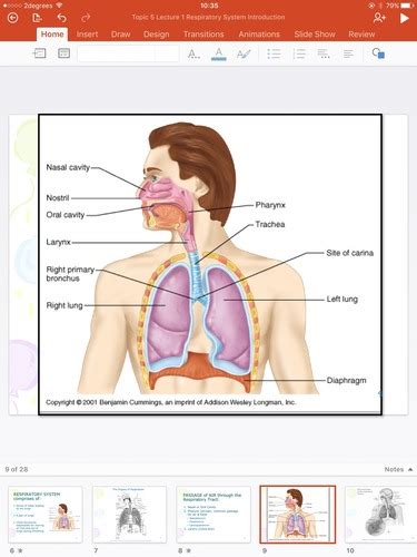 Topic Respiratory System Flashcards Quizlet