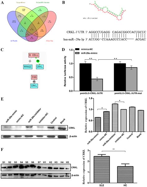 Predicted Mir 29a Target Genes And Confirmation A Intersection Of Download Scientific