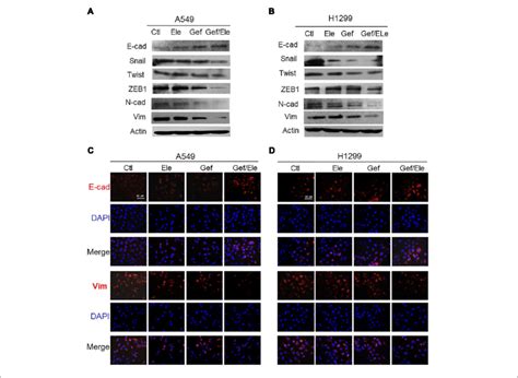 Gefitinib Synergizes With Elemene To Reverse The Emt Process In Lung