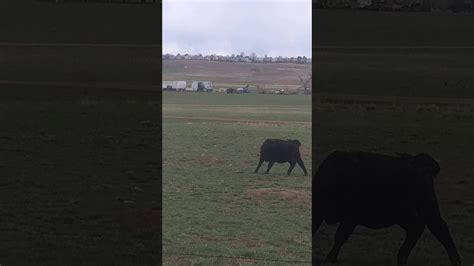 That One Cow Part 1 Youtube