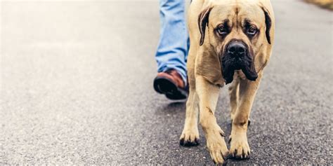 12 Best Mastiff Breeds to Consider Adopting