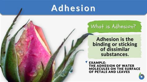 Adhesion - Definition and Examples - Biology Online Dictionary