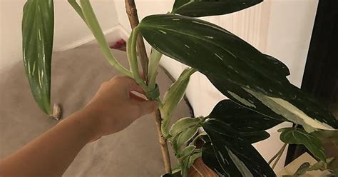 Monstera Standleyana Albo Album On Imgur