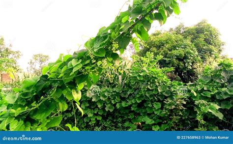 Tinospora Cordifolia Amritavalli Giloy Creeper Green Leave Stock Image