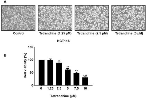 Tetrandrine Inhibits The Survival Of Hct Cells A Morphology Of