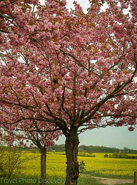 Cherry Blossoms in Berlin Germany