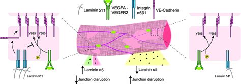 Schematic Model Of Laminin A5 Mediated Regulation Of Agonist Induced