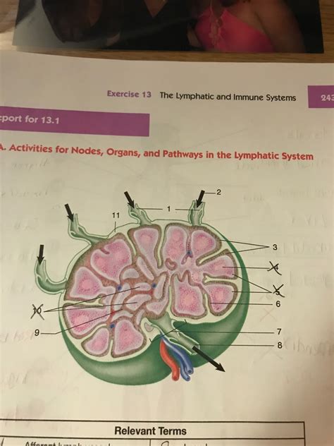 Lymph Node Figure Diagram Quizlet